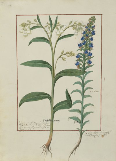 Illustration du Livre des Simples Médecines par Mattheaus Platearius (d.c.1161) c.1470 - Robinet Testard